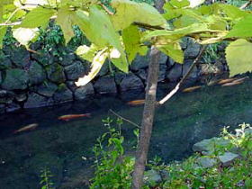 キタラ裏を流れる鴨々川の鯉