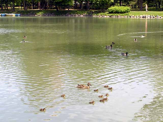 菖蒲池のカモたち