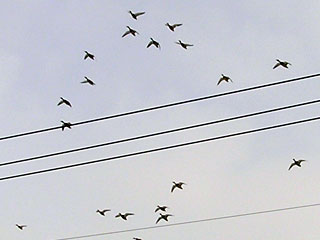 地下鉄駅上空を飛ぶカモの群れ