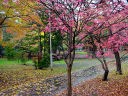 中島公園隣、護国神社の紅葉